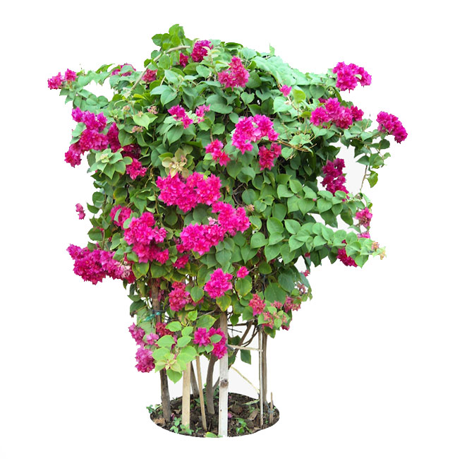 نسترن قشقایی (رز رونده)